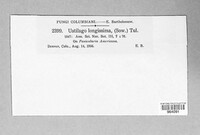 Ustilago filiformis image